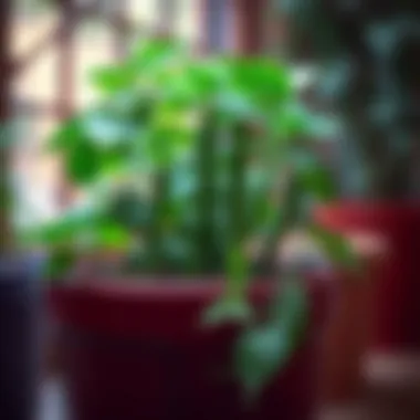Exploring Green Bean Companion Plants: A Comprehensive Guide Summary Exploring Green Bean Companion Plants: A Comprehensive Guide Summary