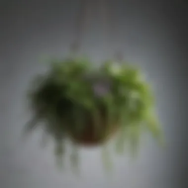 Innovative use of herbs in a decorative hanging arrangement