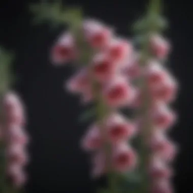 Close-up of foxglove floral structure