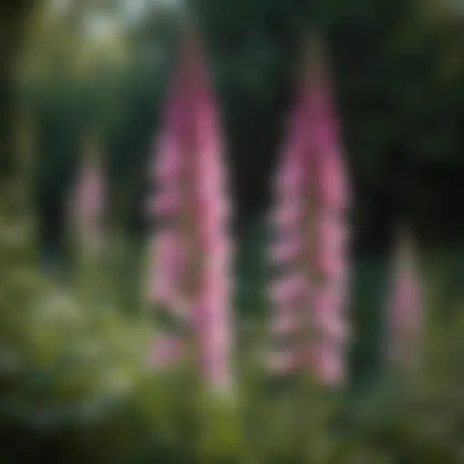 Vibrant foxglove blooming in a garden