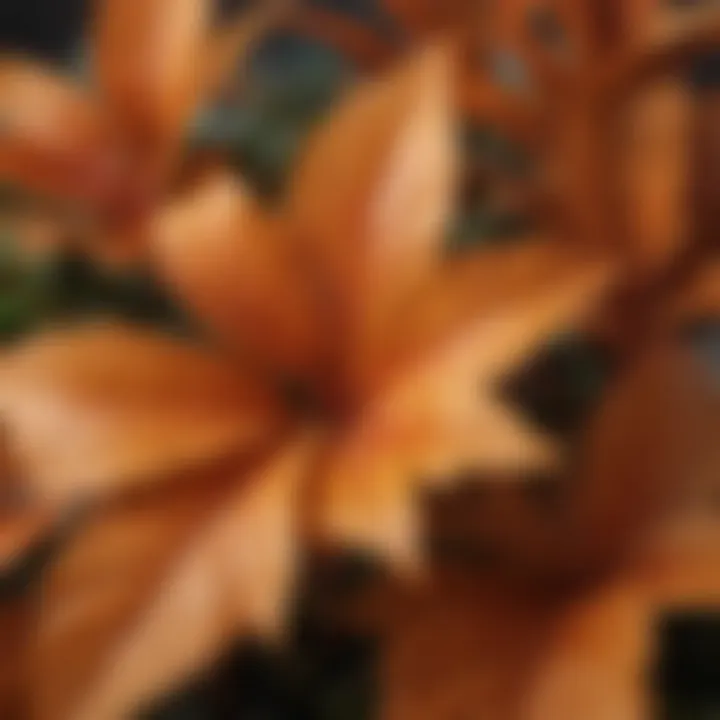 Close-up of orange starburst plant leaves showcasing unique textures