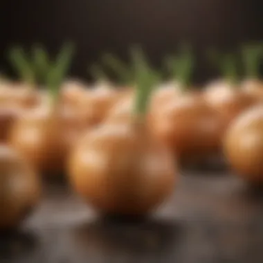 Seasonal calendar indicating the best times to purchase and plant onion sets for optimal growth.