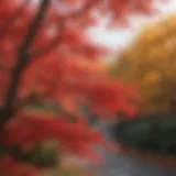 Vibrant red leaves of a Japanese maple in autumn