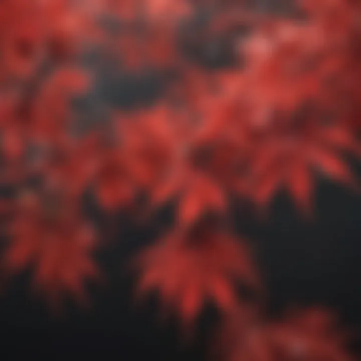 Close-up of red Japanese maple foliage