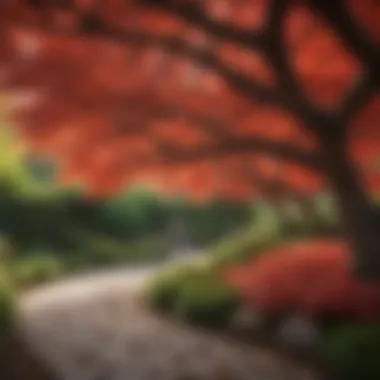 Elegant Presence of Japanese Maples in Gardens Stunning red Japanese maple in a garden setting