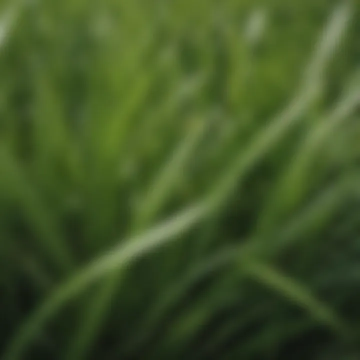 Close-up of St. Augustine grass blades showing texture