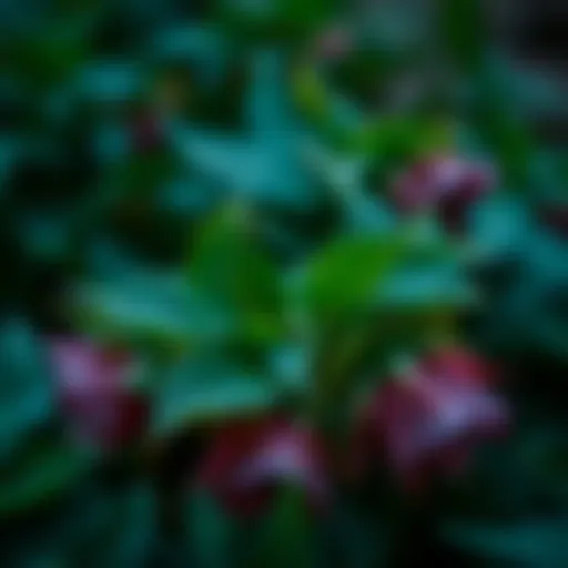 Exploring the Diverse Types of Hellebores Introduction