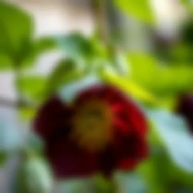 Notable Exploring the Diverse Types of Hellebores