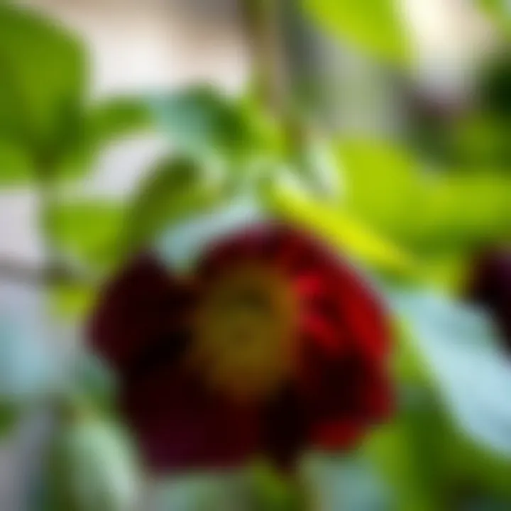 Notable Exploring the Diverse Types of Hellebores