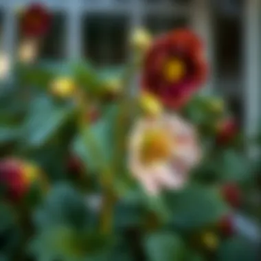 Exploring the Diverse Types of Hellebores Summary