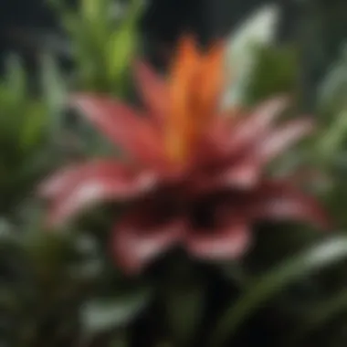 Rare Bromeliad Species