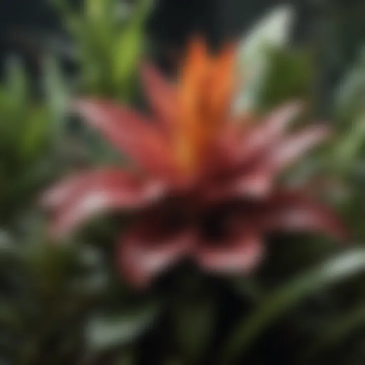 Rare Bromeliad Species