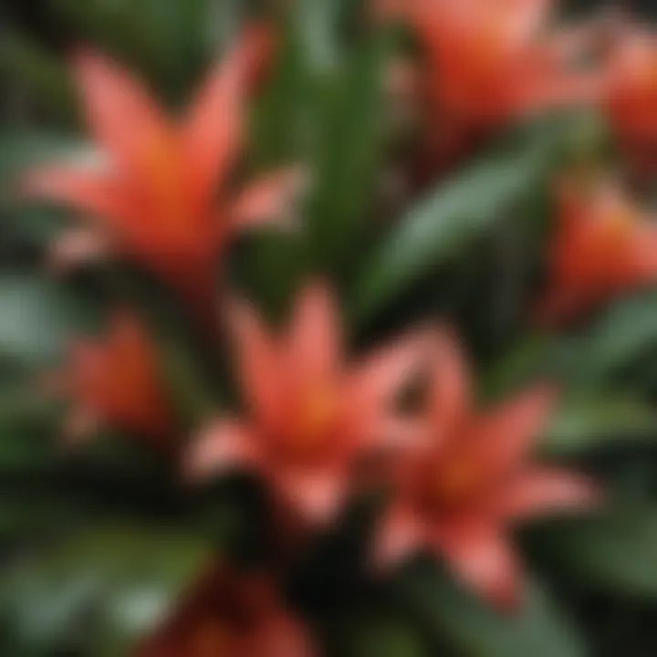 Vibrant Bromeliad Foliage