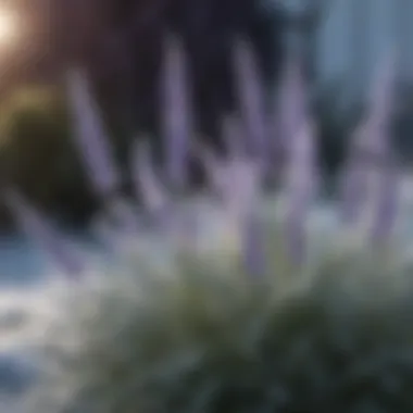 Frost-Kissed Lavender Plant