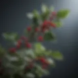 Winterberry Holly Plant