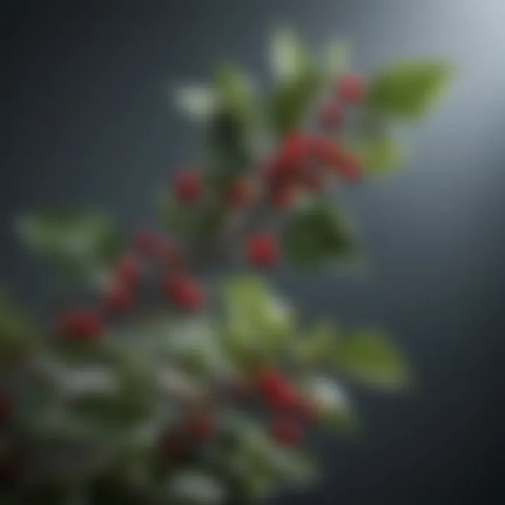 Winterberry Holly Plant