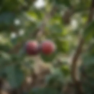 Fig tree fruits close-up