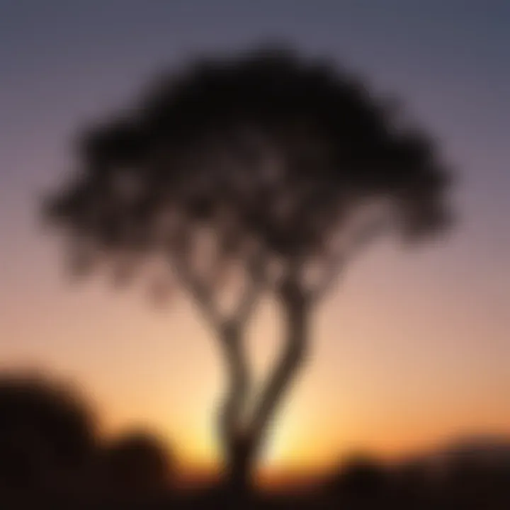 Fig tree silhouette against sunset