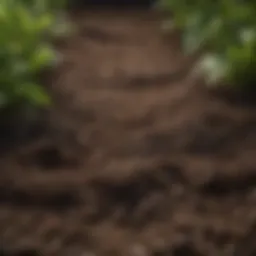 A vibrant assortment of soil types suitable for planter boxes