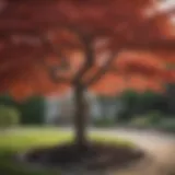 Majestic Japanese Maple Tree in Front Yard