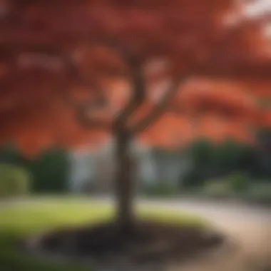 Majestic Japanese Maple Tree in Front Yard