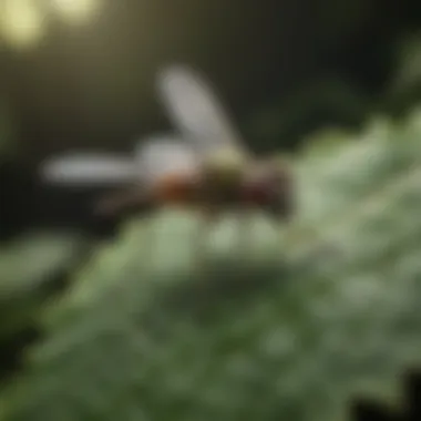 Close-up of gnat fly on a leaf