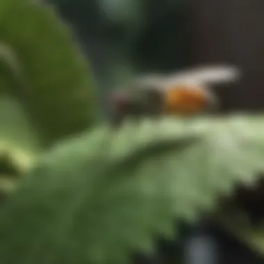 Tiny gnat on a leaf