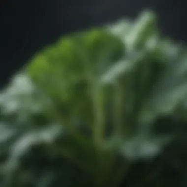 Close-up of healthy broccoli leaves