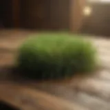 Green grass seed on a rustic wooden table