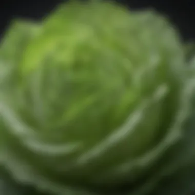 Freshly harvested iceberg lettuce leaves glistening with droplets of water