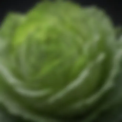 Freshly harvested iceberg lettuce leaves glistening with droplets of water