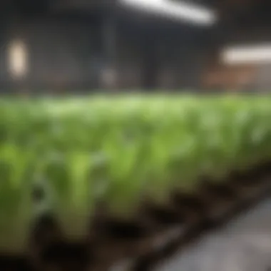 Close-up of indoor lettuce seedlings