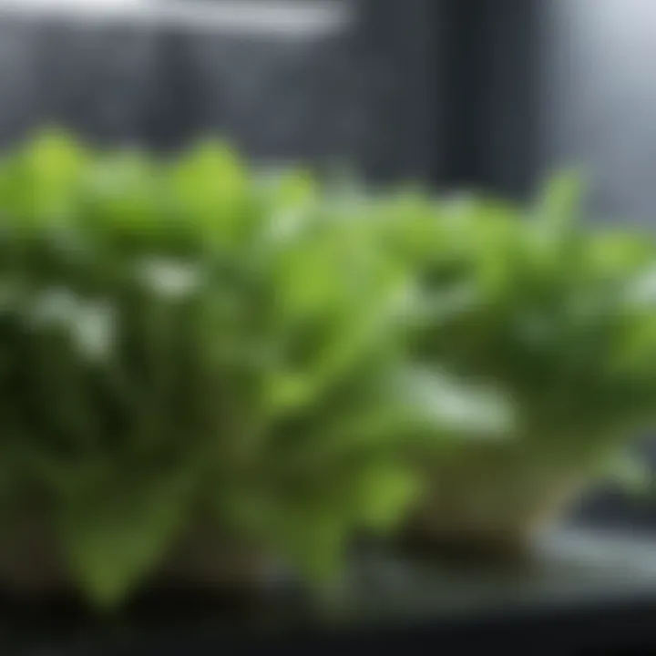 Lush lettuce leaves with water droplets