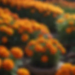 Vibrant marigold flowers in full bloom