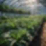 Lush green vegetables thriving in a greenhouse environment