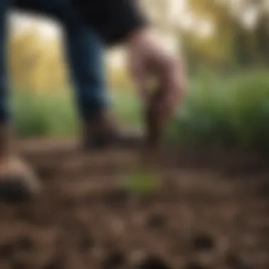 Hand planting grass seed in prepared soil