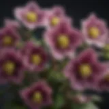 A close-up of Hellebore flowers showcasing their unique colors and shapes.