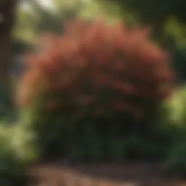 Native Shrubs for Ecological Landscaping in Shade An array of native shrubs ideal for deep shade settings, highlighting ecological benefits.