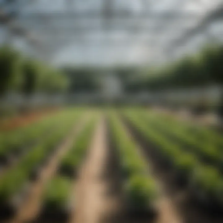 Greenhouse Interior with Plant Rows