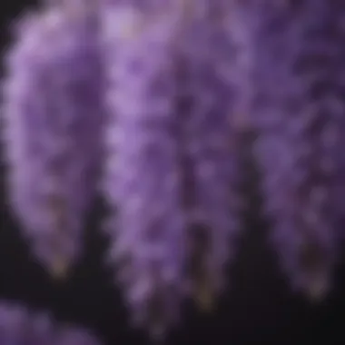 Close-up of intricate purple wisteria petals with a blurred background