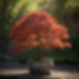 Majestic Japanese Maple tree in a shaded pot