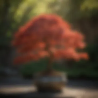 Majestic Japanese Maple tree in a shaded pot