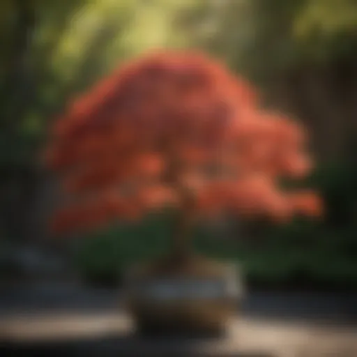 Majestic Japanese Maple tree in a shaded pot