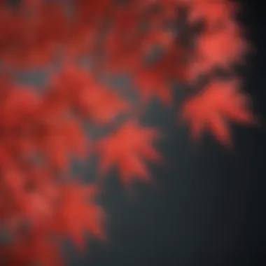 Elegant Japanese Maple Tree Leaves Close-Up