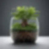 Lush green plant with roots in clear glass container