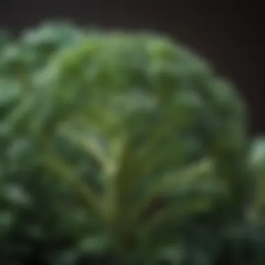 Vibrant Broccoli Florets Lush green broccoli plant with intricate florets