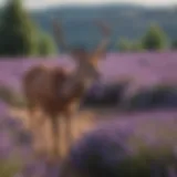 Majestic deer grazing near vibrant lavender field