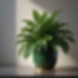 Elegant container with lush green foliage