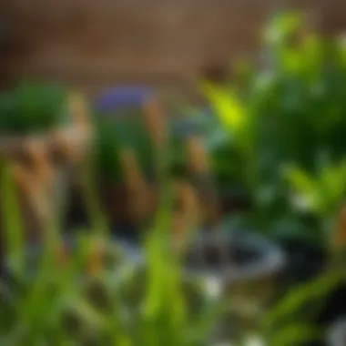 Notable Methods for Permanently Eliminating Weeds Notable Methods for Permanently Eliminating Weeds