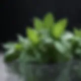 Fresh mint leaves with dew droplets